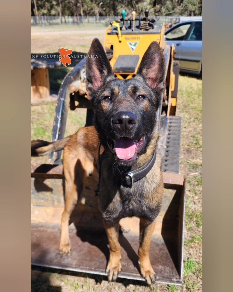 Are you really helping?

#dutchshepherd #malinois #VHKECHOLitter #workingdogsindevelopment #K9SAEMBER 
#K9SolutionsAustralia🇦🇺