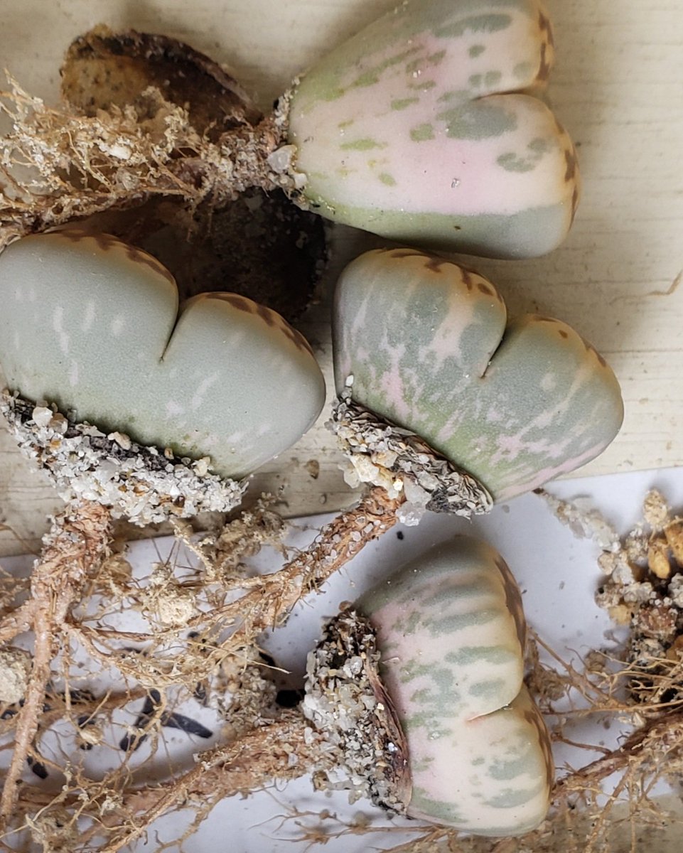 トット・シーンズ☆神戸 (@totziens777) / Posts / X