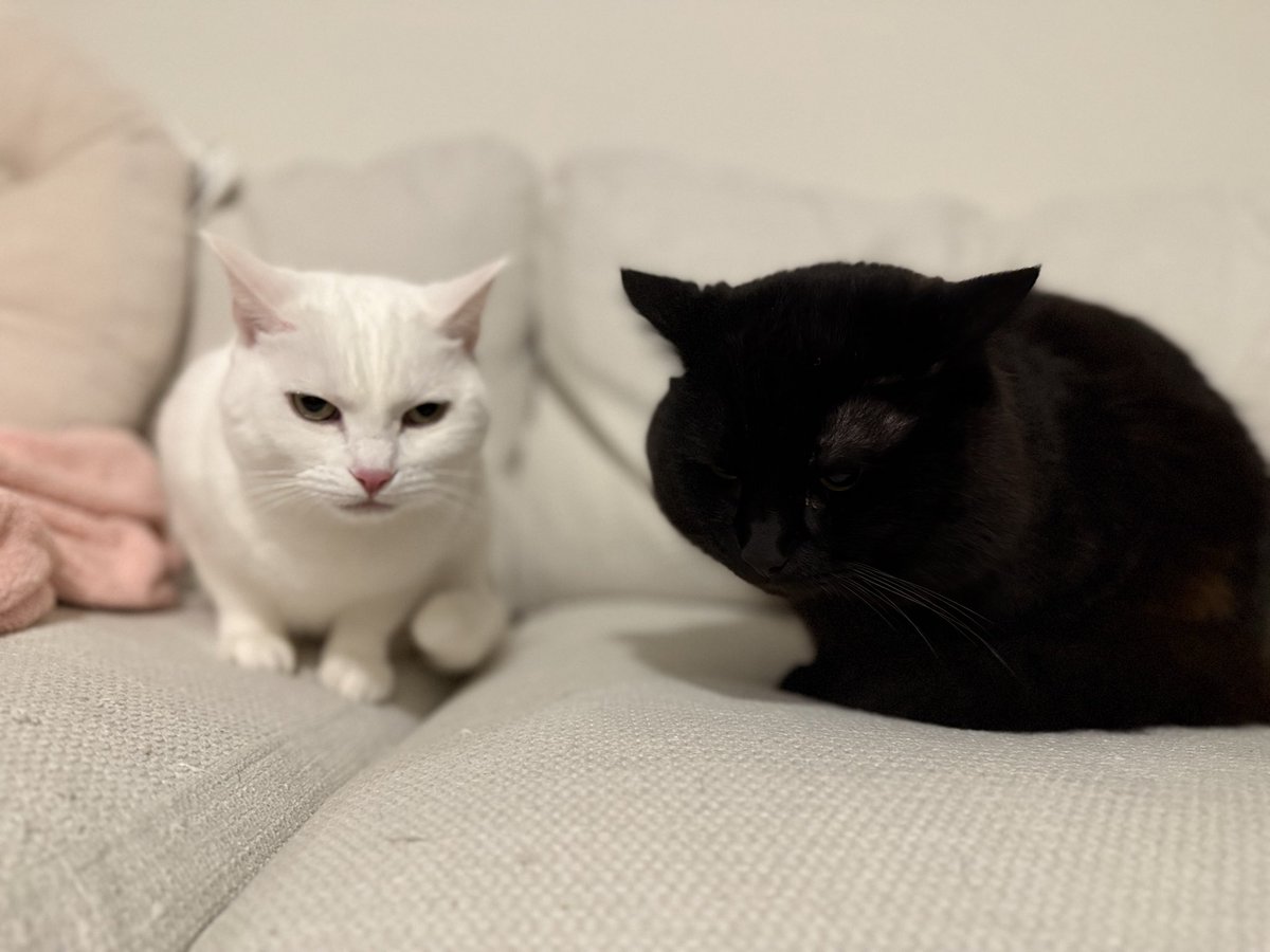 UWBSC_ReCupid's tweet image. Starting today - all the way until Port Priority 9, I will be following @ZeusDahGoose’s example and be nice and wholesome at all times!

If you catch me lacking with evidence, I will pay you $50 and grant a (reasonable) wish, and if I succeed, Zeus will give me $50!