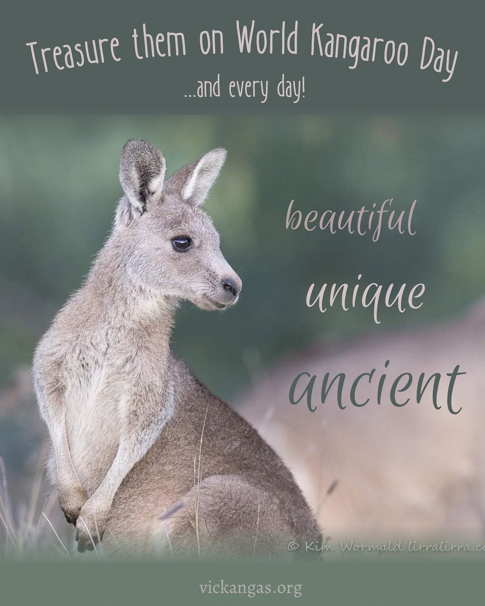 HAPPY WORLD KANGAROO DAY!

Today is a good excuse to get even noisier about kangas, why they’re amazing and why they need our help ✊🦘 

Check out what’s happening 👉worldkangarooday.org

#worldkangarooday #kangaroos #stopkillingkangaroos