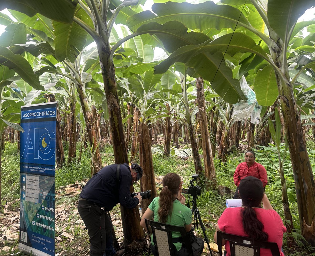 AgrobanEC's tweet photo. Primeros pasos en el #ProyectoFarm @theGEF @PNUDEcuador @pnud con las historias de vida #Storytelling de pequeños productores bananeros de la asociación #LosChirjos compartiendo sus experiencias en agricultura sostenible y conservación de suelos #Manthra #BananoSostenible 🍌🍃🇪🇨 https://t.co/03Imlijc8K