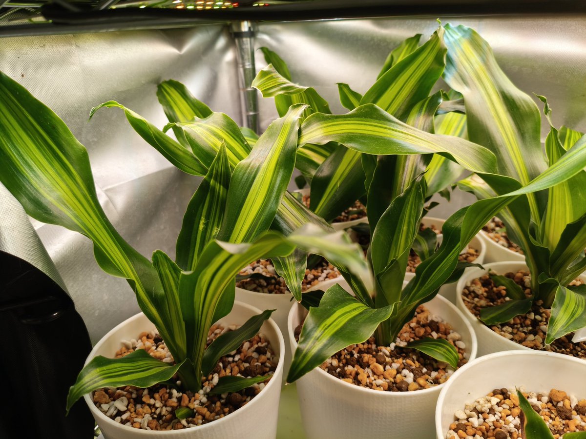 ダイソーで売ってたドラセナの挿し木が、木質部が全くないので、マッサンゲアナなのか、ジェレなのか、レモンライムなのかわからない😇レモンライムは外側が黄緑で、サンデリアーナっぽい見た目のはずだから違うかな？となるとジェレの可能性あり？

うーん…わからない🥺