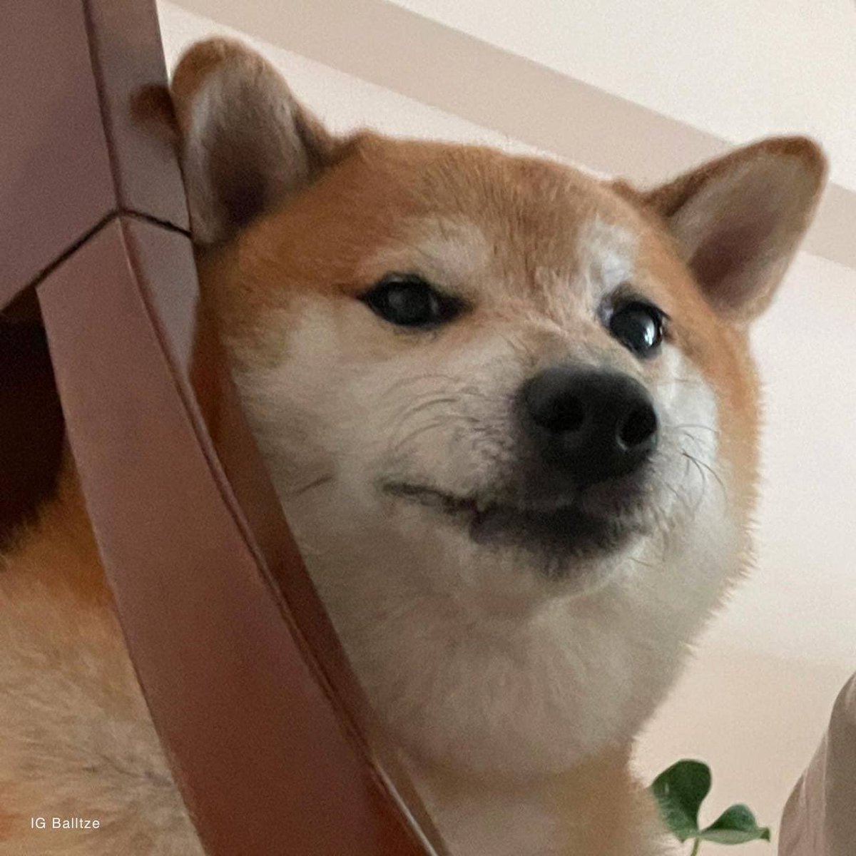 balltzeonerc20's tweet image. You thought you could get rid of Cheems/Bonk memes? $BALLTZE @bonk_inu @LordCheems_bsc