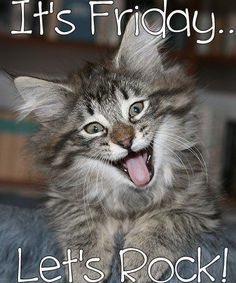 dcd728's tweet image. When #kitty has already been #hitting the #catnip before the #weekend #HappyFriday