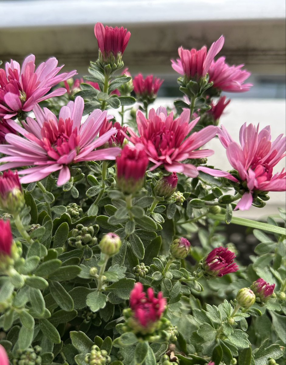 人面壷と花 hisa56 on X