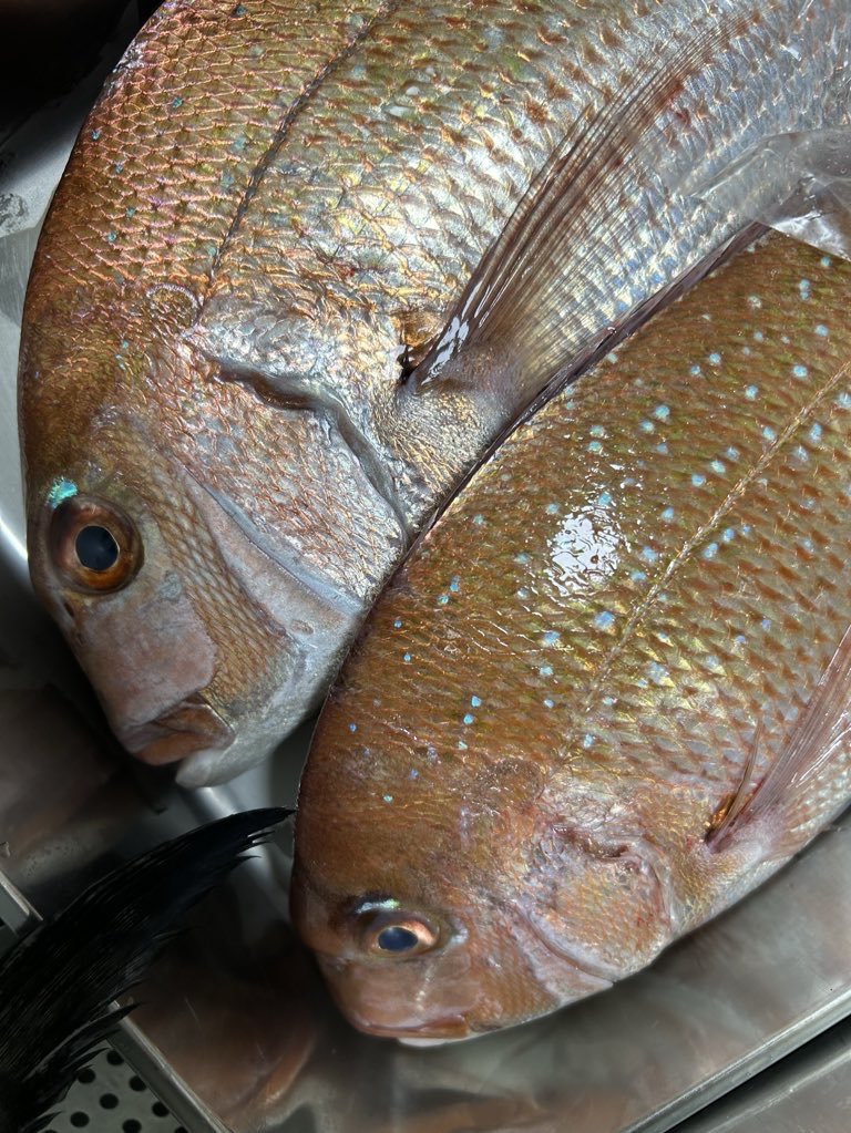 魚虎 うおとら on X