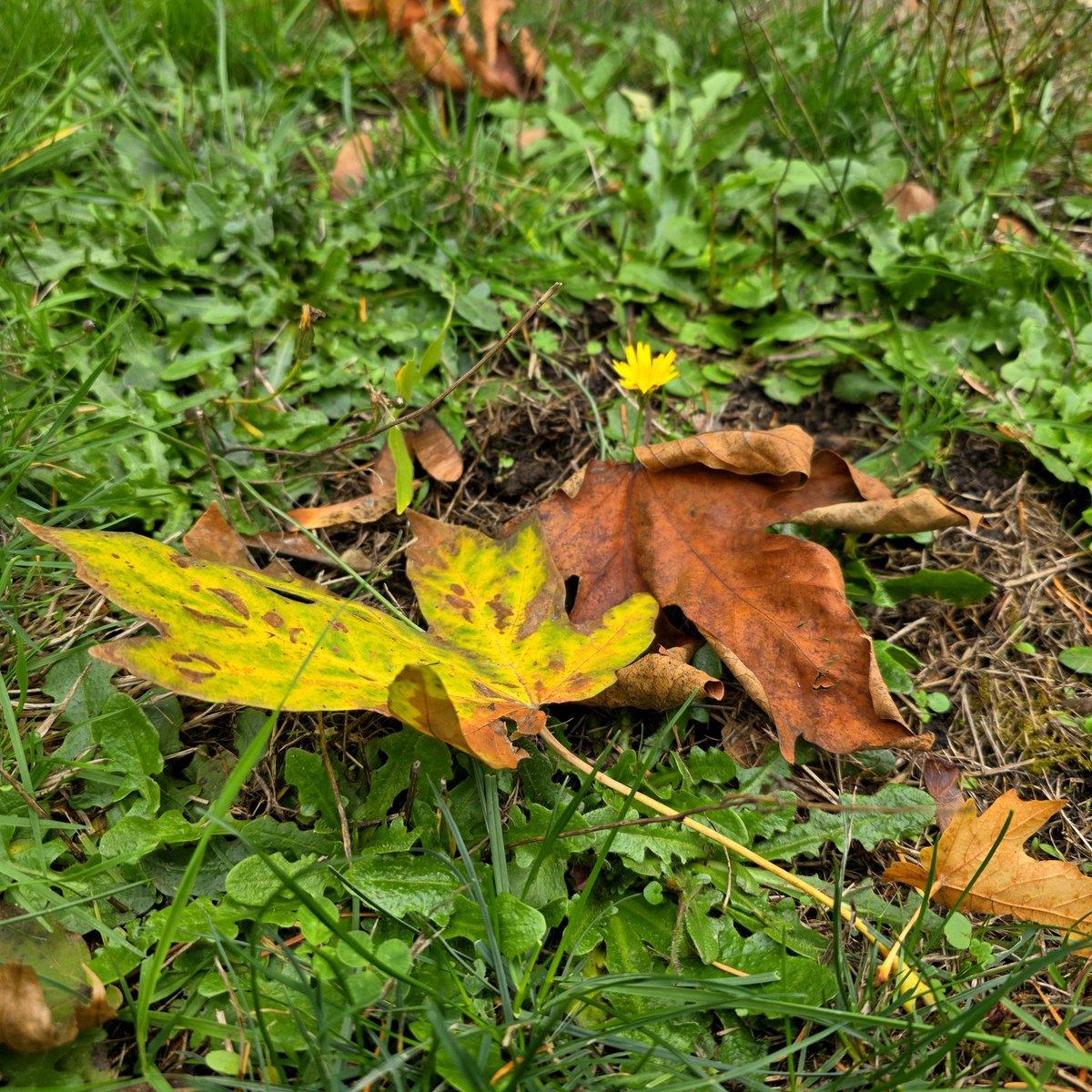 EndraEX3's tweet image. I'm about to make an EndraSpamz IG so I don't spam my main with the ungodly amount of plant/ground/sky/tree pictures I've been taking