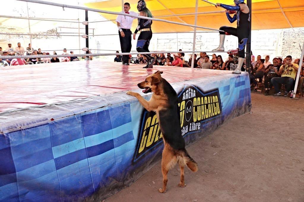 LuchaMemes's tweet image. Please help us with the goal of Coliseo Coacalco to get their new ring , they are still far from it ,Coacalco brings magic moments, with your help it will be possible to have a better ring for the future generations. You can donate in the next link 🙏👉🏼 gofund.me/0c638172b RT