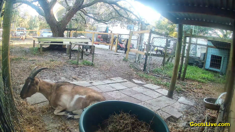 Violet enjoys a leisurely dinner as the sun goes down. 
バイオレットは日が沈む中、ゆっくりと夕食を楽しみます。
#ヤギ #goats