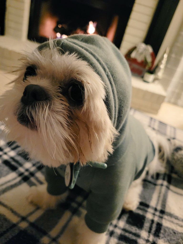 AlbusDumbledog tweet media