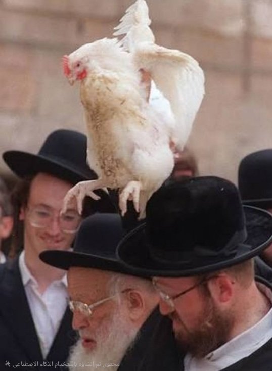 <a href="/Omar_Madaniah/">عمر مدنيه</a> سنستمر في ركوب الجمال والطائرات و الدبابات وكل وسائل النقل القديمة والحديثة...أما أنت فاقبل الغفران من دجاجة.