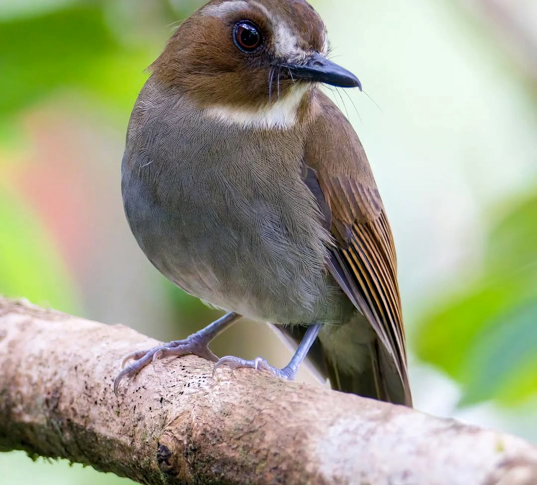 TheBatBotLab's tweet image. Demonstrating the adaptive value of good grooming 🪞📊: Eyebrowed jungle flycatcher (Vauriella gularis) showing form and function in the montane understory🪰🐦. Photo: Jason Bugay Reyes. #Biodiversity #Wildlife #Birds #Birding #WildlifePhotography #NaturePhotography