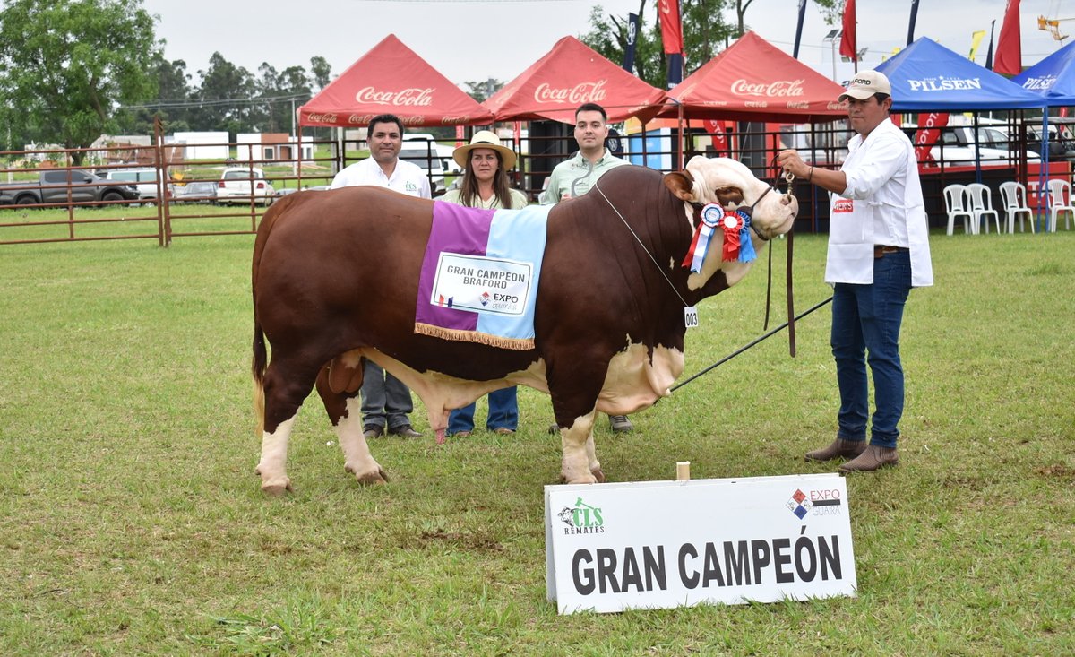 arp_py's tweet image. ELIGEN A LOS PRIMEROS CAMPEONES DE LA EXPO GUAIRÁ 2025
Entraron en competencia ejemplares de las razas Brangus, Braford, Senepol y Criolla, todas ellas destacando un alto potencial genético.
acortar.link/sGAGkc
