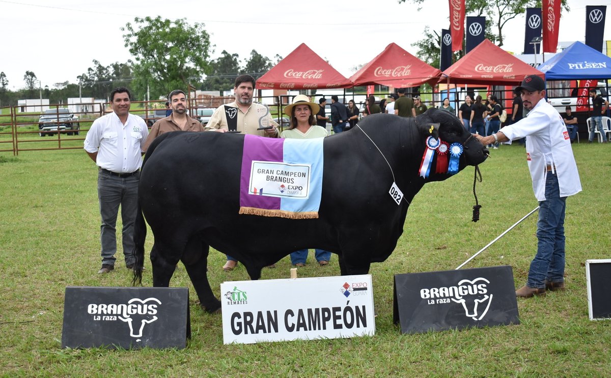 arp_py's tweet image. ELIGEN A LOS PRIMEROS CAMPEONES DE LA EXPO GUAIRÁ 2025
Entraron en competencia ejemplares de las razas Brangus, Braford, Senepol y Criolla, todas ellas destacando un alto potencial genético.
acortar.link/sGAGkc