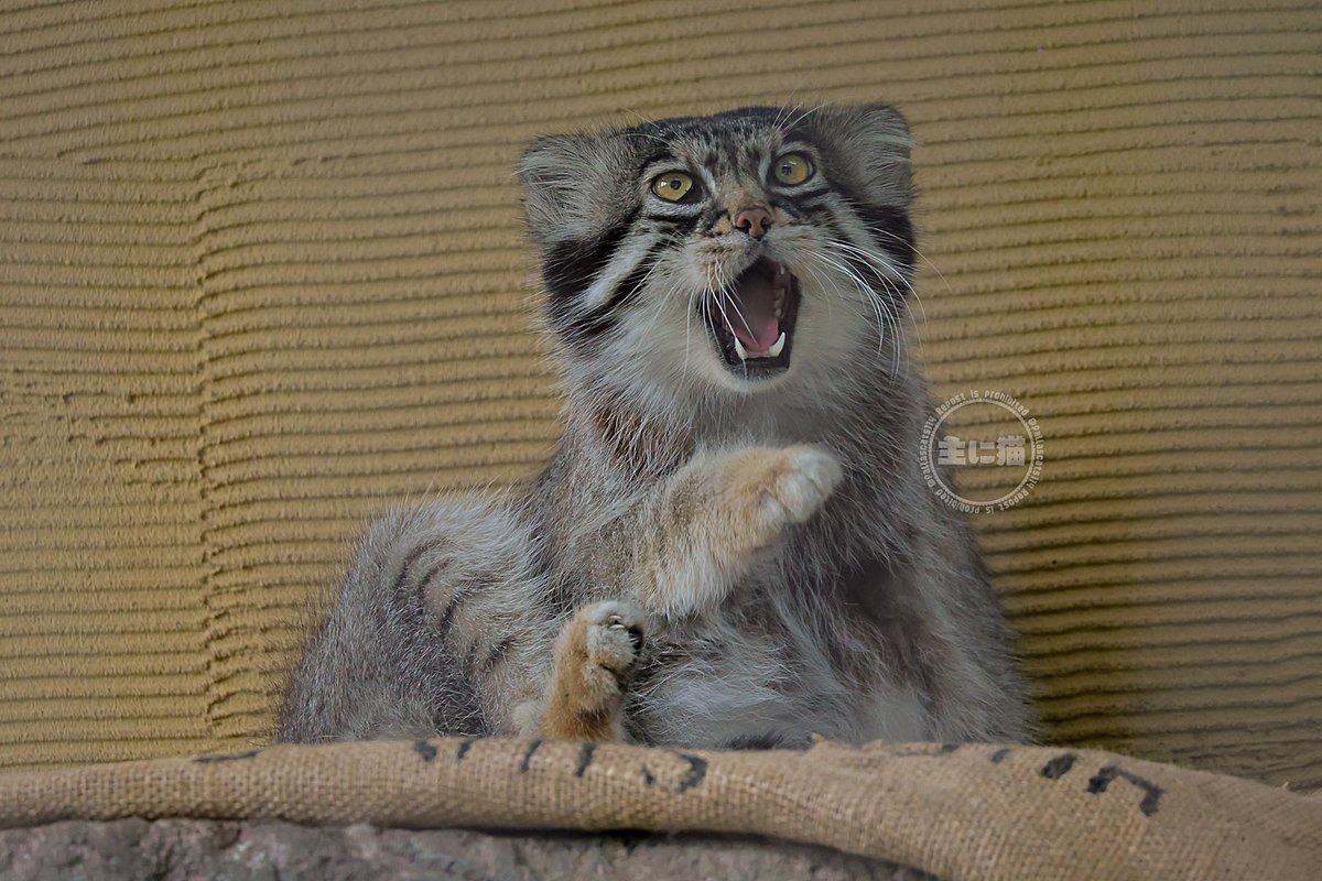いい表情のグルーシャ
#マヌルネコ #グルーシャ #旭山動物園