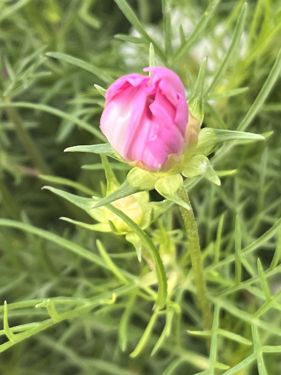 もうすぐ咲きそうな蕾も可愛い💓