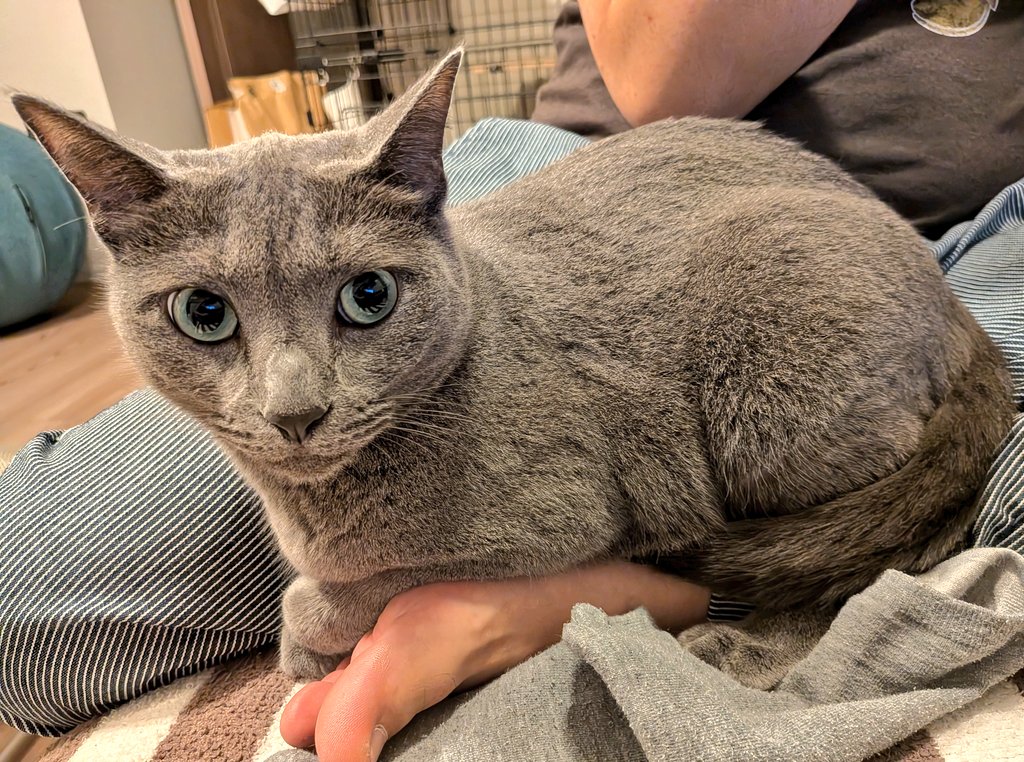 おはようございます

碧さま「今日を逃すと明日は雨よ(｡+･`ω･´)ｷﾘｯ」
そんな真顔で言われたら、洗濯するしかありません☔️😅

東京、今日は晴れそうです☀️
みなさんの地域はどうですか？🐾
#猫のいる暮らし #天気