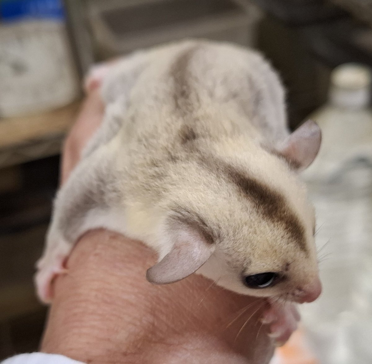 torazoukun99's tweet image. 茶髭・白耳くん
元気に成長中🎵
来月中旬には脱嚢組が多数
離乳しますので、お探しの
個体やお迎え予定の方は
お気軽にお問い合わせ下さい🙇
#Roundface