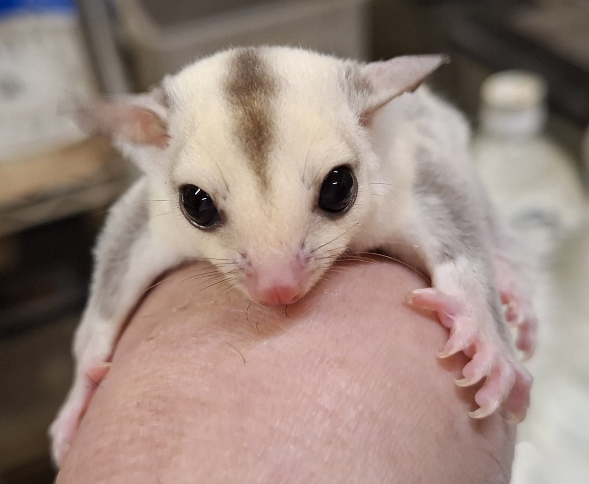 torazoukun99's tweet image. 茶髭・白耳くん
元気に成長中🎵
来月中旬には脱嚢組が多数
離乳しますので、お探しの
個体やお迎え予定の方は
お気軽にお問い合わせ下さい🙇
#Roundface