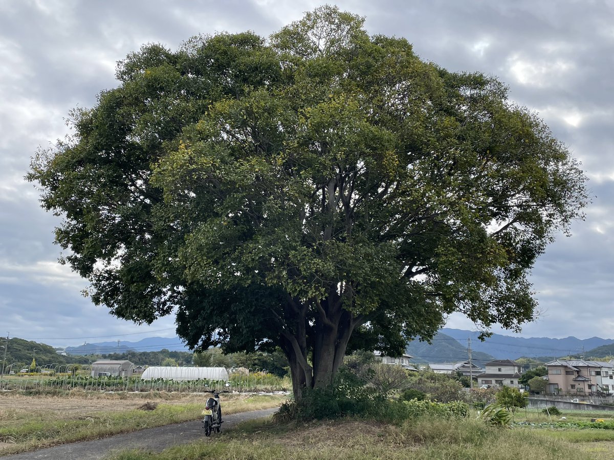 satosh100's tweet image. おはようございます🌳
今日はいつもより遅め☁️
好き勝手出来るのは家族のお陰…
当たり前を当たり前と思うな…
ですよね😌ですよね…
ちょっとリフレッシュ🏍️💨💨💨
いってらっしゃい、いってきます
今日も一日ご安全に🙏
幸せに過ごしましょう🍀
#c100 #スーパーカブ