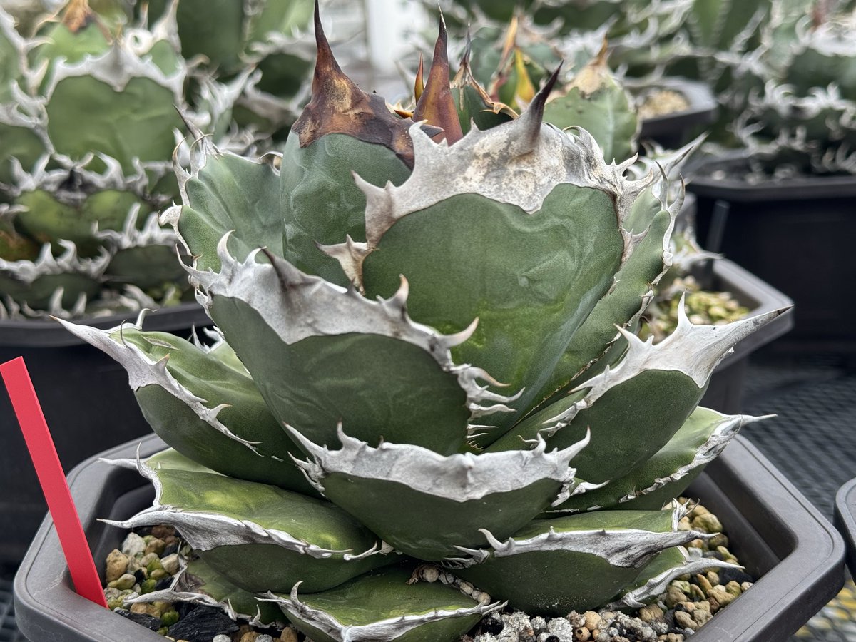 ケンケン@ (@kenand39) / Posts / X