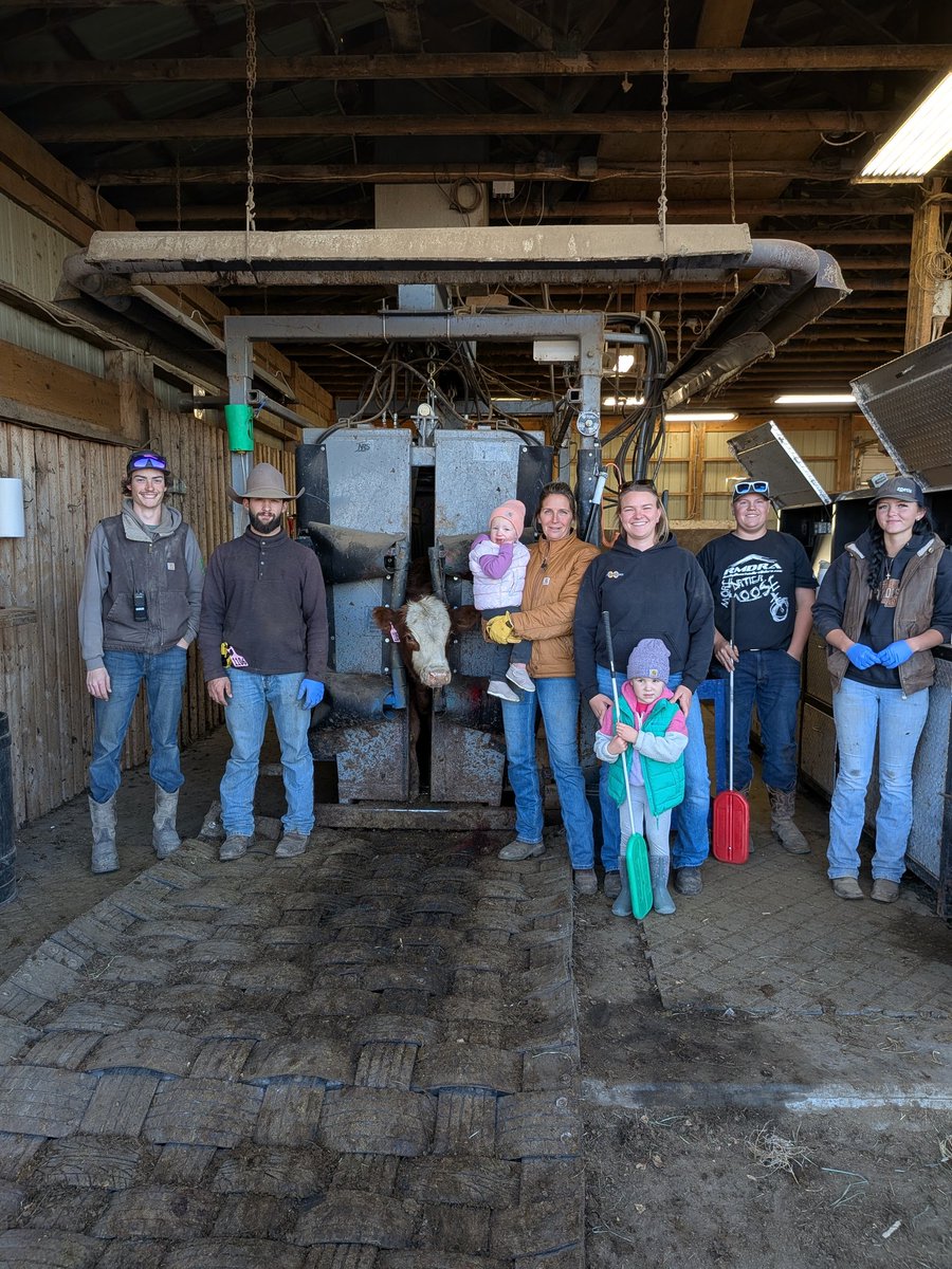 That's a wrap on fall run 2025, fantastic crew, great cattle and mother nature has cooperated pretty decent so far. #albertabeef