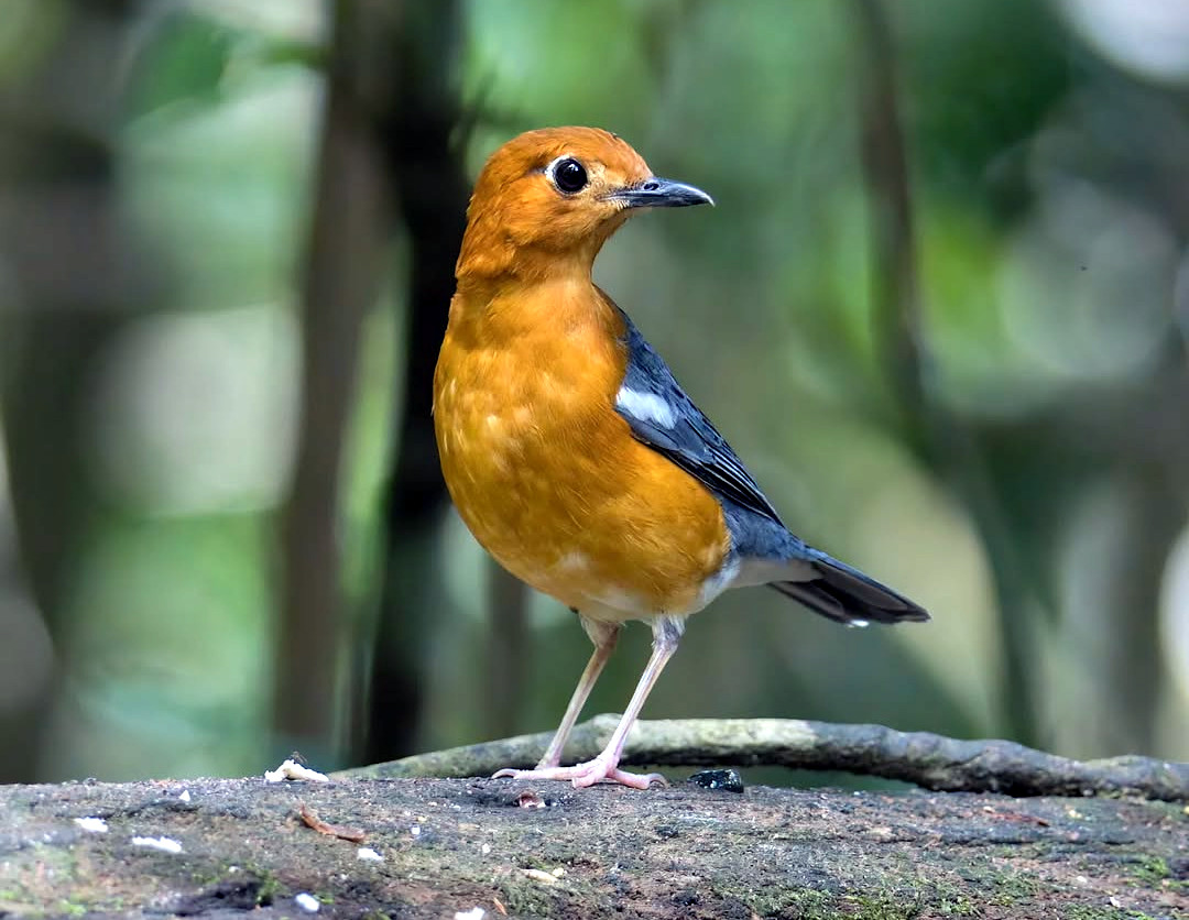 TheBatBotLab's tweet image. When you&apos;re literally glowing with good vibes✨💁‍♀️: A pristine specimen of the Orange-headed Thrush (Geokichla citrina), demonstrating peak carotenoid expression. Enviable!🔬 Photo: Jason Bugay Reyes. #Biodiversity #Wildlife #Birds #Birding #WildlifePhotography #NaturePhotography