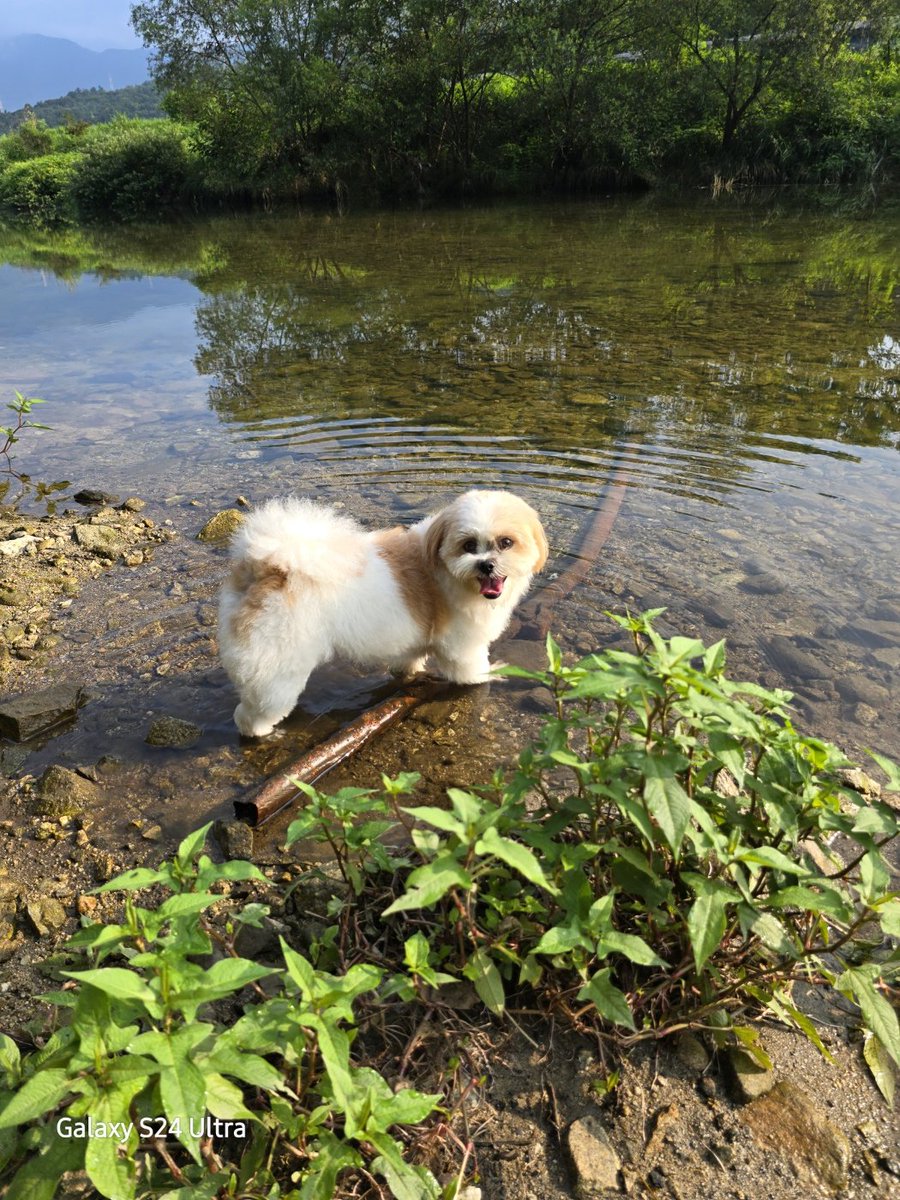 Dbdhdjdjdnnd's tweet image. 강아지를 찾고있어요!!
유실기간이 3개월이 다되가는데..누가 데려가신건지..아직 목격제보조차 없어요ㅜㅜ
우리 사랑이 찾을수 있도록 널리 알려주세요.
비슷한 강아지가 보이면 사진제보 부탁드립니다.
너무 보고싶은데..어디서 뭘 어떻게 찾아야 할지 막막합니다.