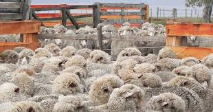 📈🐑 #MercadoOvinoUY firme: ¡Precios suben hasta 1.7% semanal!
Faena semanal: 20.521 cabezas (↑).
Exportación: Volumen acumulado ⬇️ pero el PRECIO promedio ↑ 42.7% (U$S 5.439/ton) vs. 2024.
🇧🇷🇨🇳🇮🇱 Destinos líderes: Brasil, China, Israel.
¡Fuerte demanda en reposición!