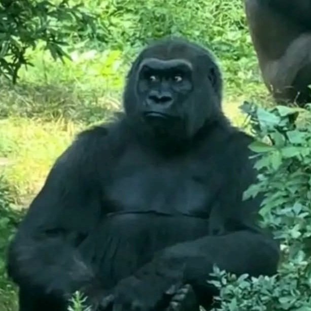 لو لقيت أبوك باصص كده في قعدة الاتفاق اعرف إنه اتفق على قايمة بـ ٢ مليون وطيارة خاصة لأم العروسة