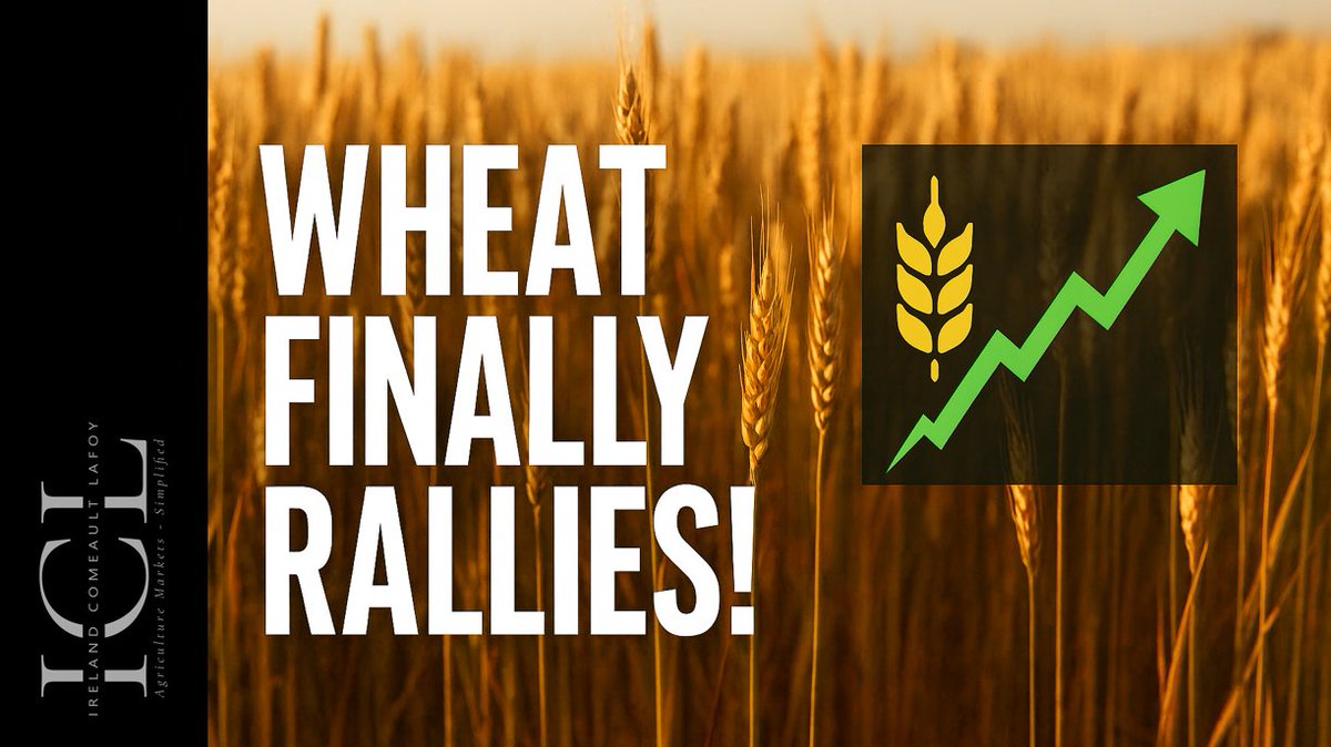 Wheat finally rallies!  

(and hey, subscribe to our Youtube channel)

youtu.be/Kr6lXMPyQec