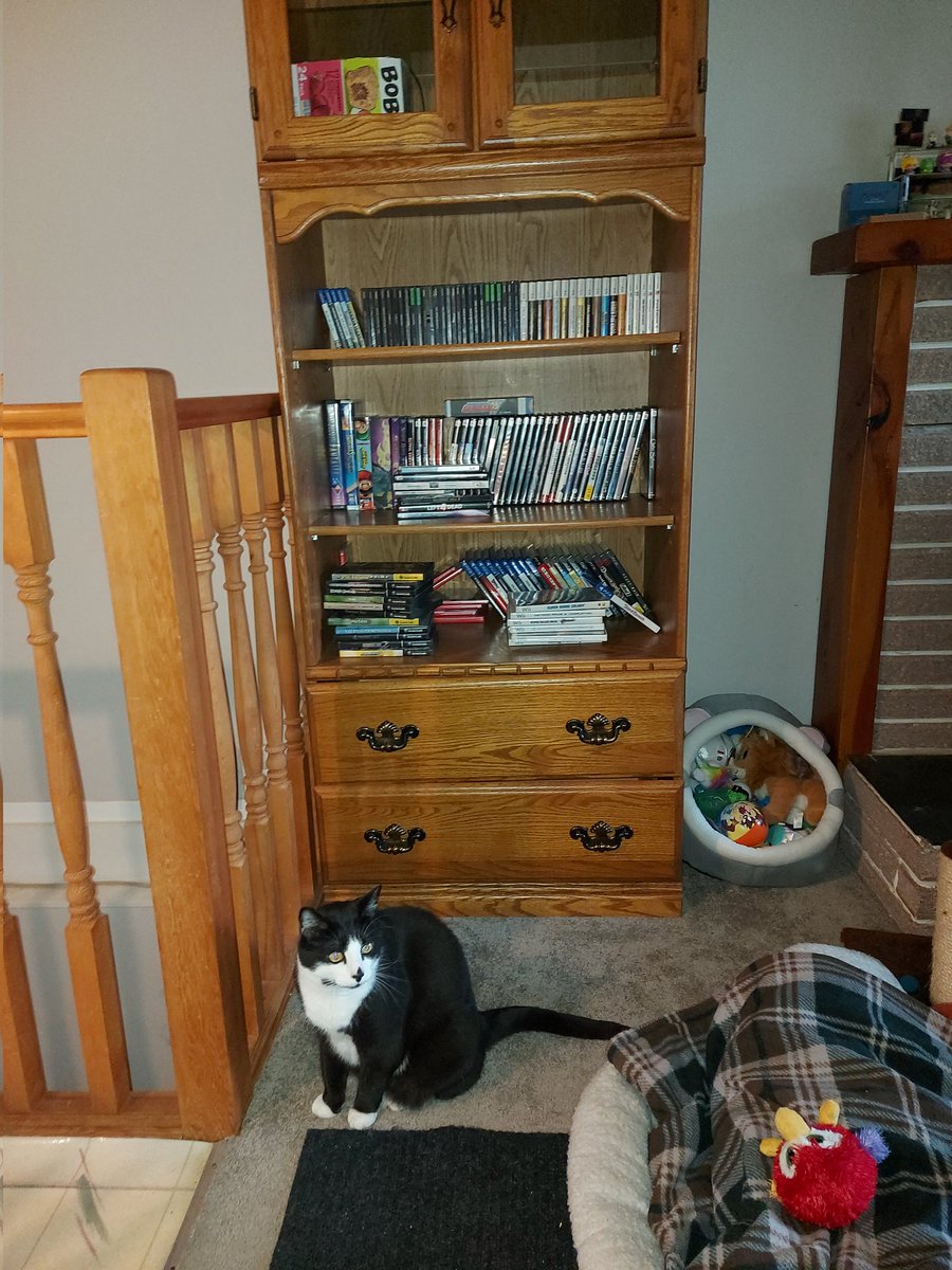 KittyFails's tweet image. Sylvandos verdict is still out. He's not too happy he can't get on the mantle anymore 😿