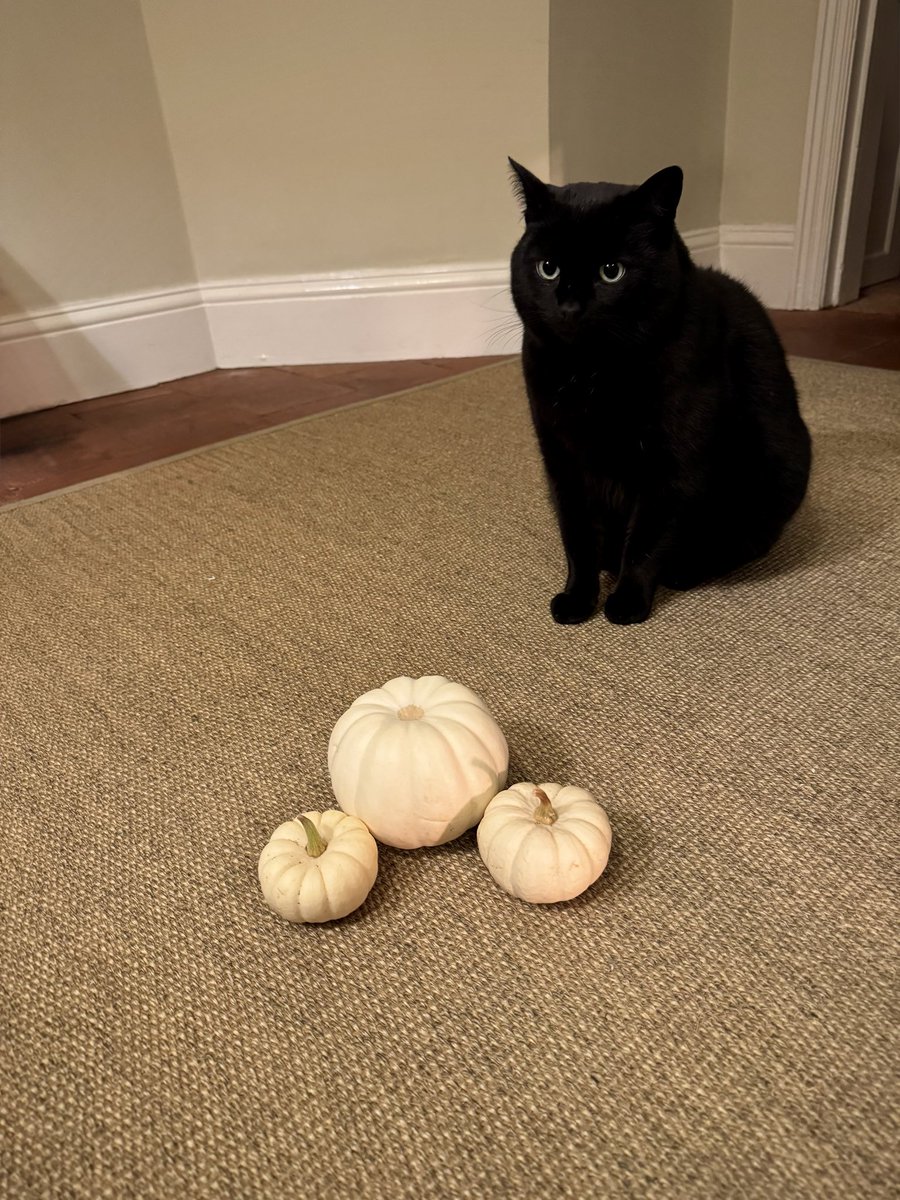tjd19's tweet image. loving what my clever darling Ma has created with the Baby Boo pumpkins we gave her from the allotment 👻🕯️🎃🍂🐈‍⬛ #plot24
