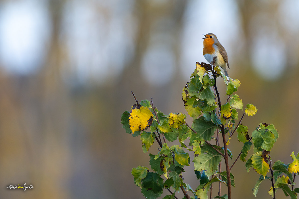 “Tu pecho, brasero de auroras, guarda el calor del sol primero.
Y en tu trino cabe el consuelo de mi propio desconsuelo”. - Antonio de la Fuente.