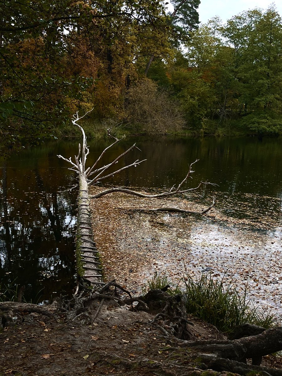 Єдине фото на телефон з поїздки в пущу