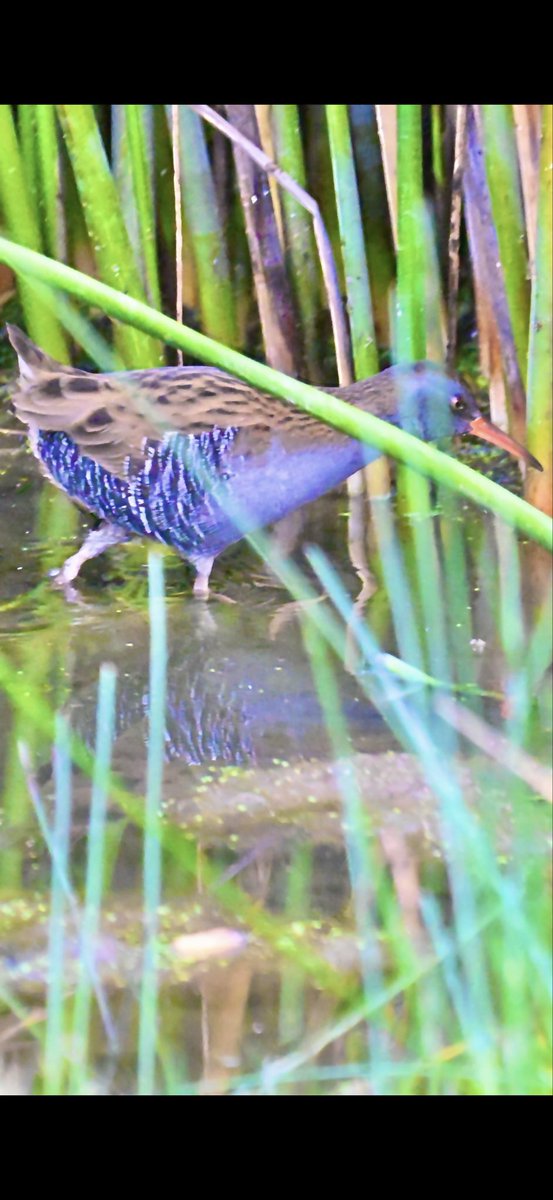 Water Rail at Slimbridge WWT today saw my first Bittern too well it’s head &amp; neck😆