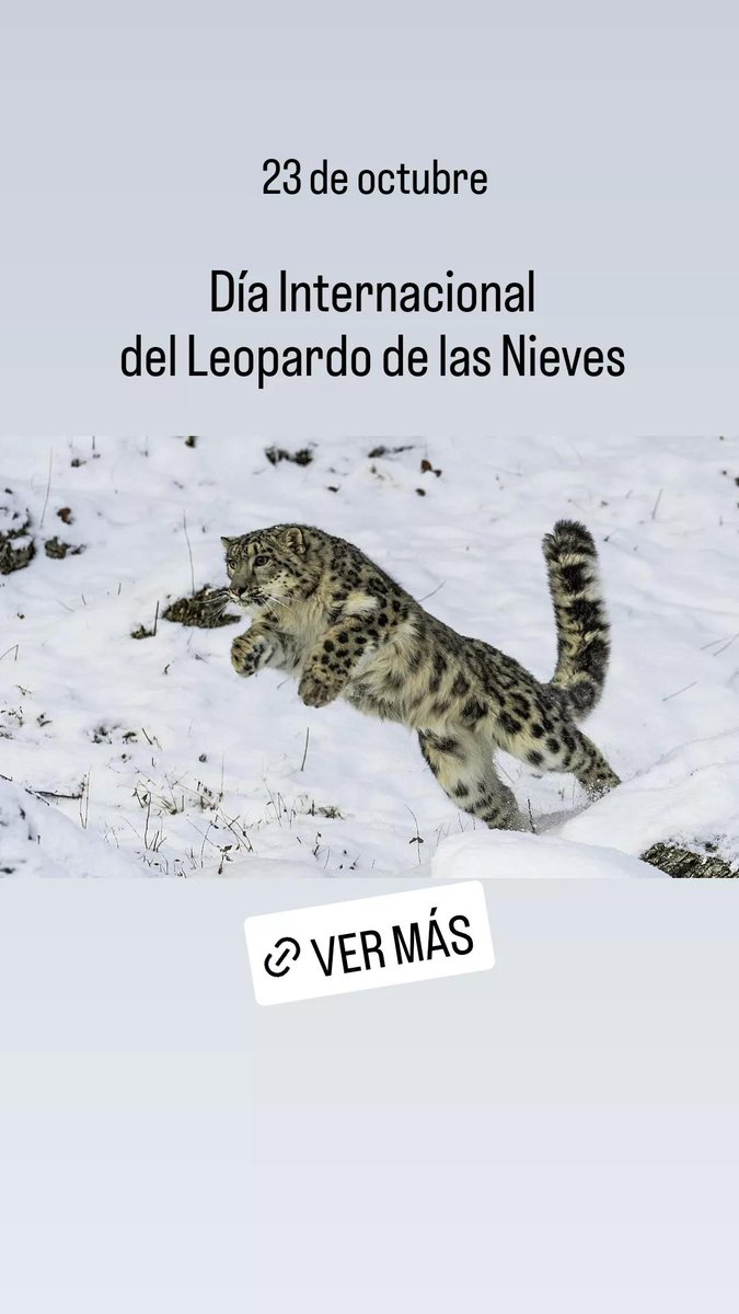 lalalaveganoyc's tweet photo. 📅 23 de octubre
.
.
Día Internacional del Leopardo de las Nieves
.
.
Concientizá.
Hacete vegan.
Por los animales.
Por el 🌎.
.
Lo que hacemos a diario impacta en él.
.
.
#LeopardoDeLasNienes #SnowLeopardDay #GoVegan https://t.co/XuO2vQTGCD