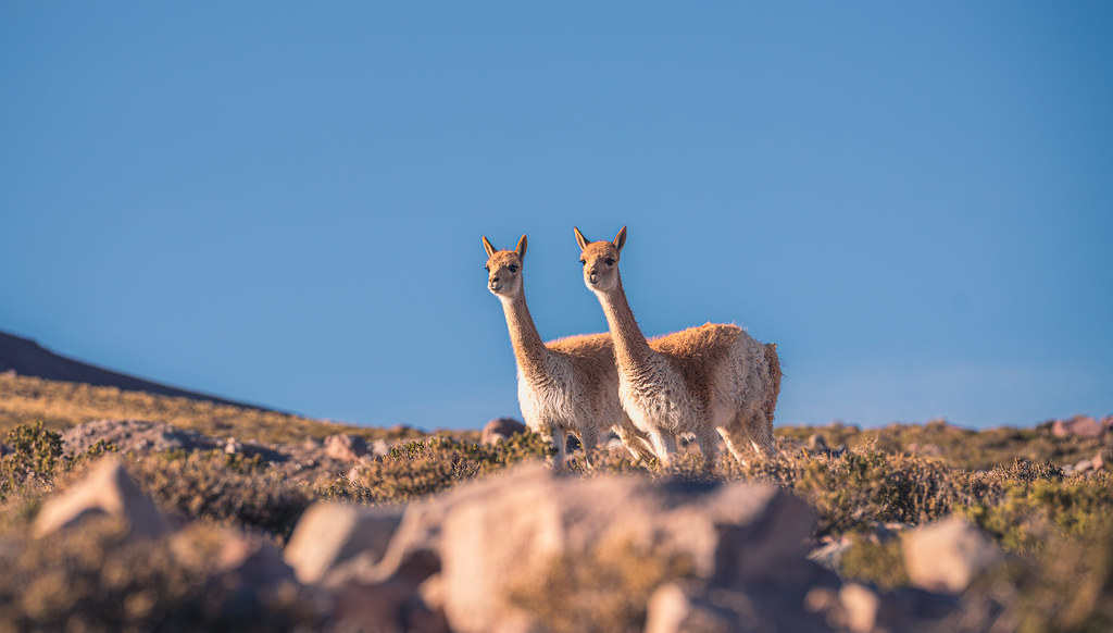 ALMAObs_esp's tweet image. ¡Gemelas!🦙🦙
Camino hacia el llano de Chajnantor (5.050m s. n. m.), nuestro embajador fotográfico Pablo Bello, se encontró con estas vicuñas muy curiosas.