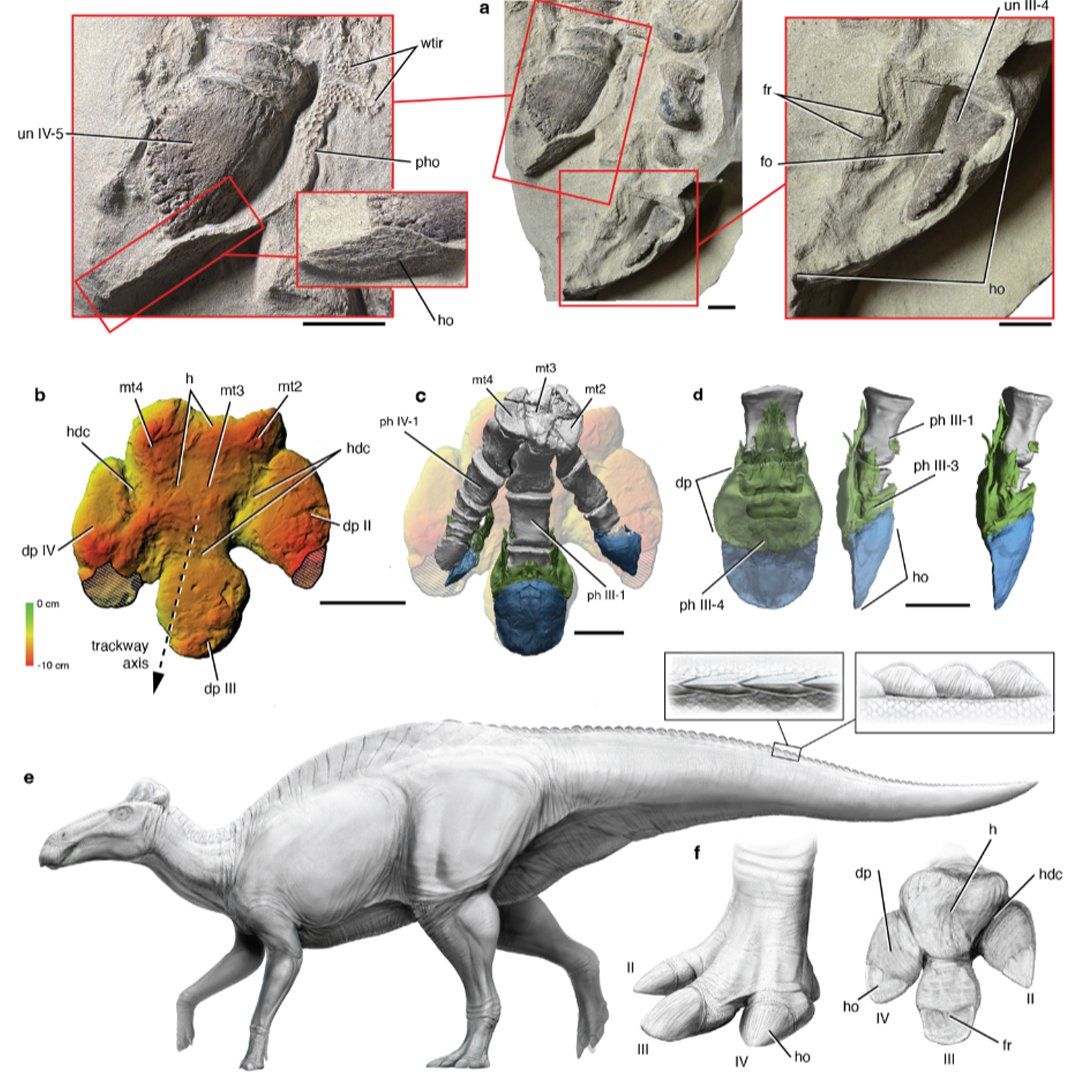 playerDNG's tweet image. My art for Paul C. Sereno et al., “Duck-billed dinosaur fleshy midline and hooves reveal terrestrial clay-template ‘mummification’,” published in Science #edmontosaurus