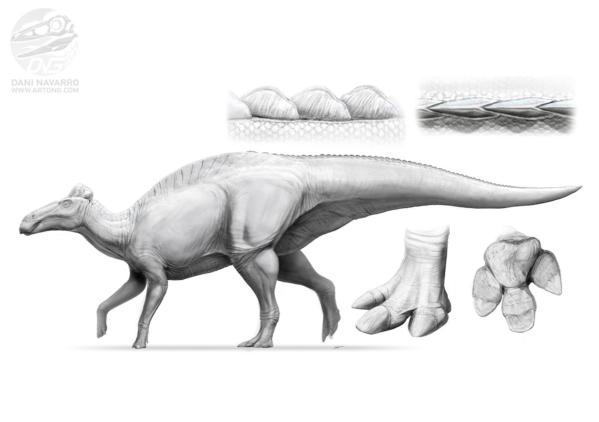 playerDNG's tweet image. My art for Paul C. Sereno et al., “Duck-billed dinosaur fleshy midline and hooves reveal terrestrial clay-template ‘mummification’,” published in Science #edmontosaurus