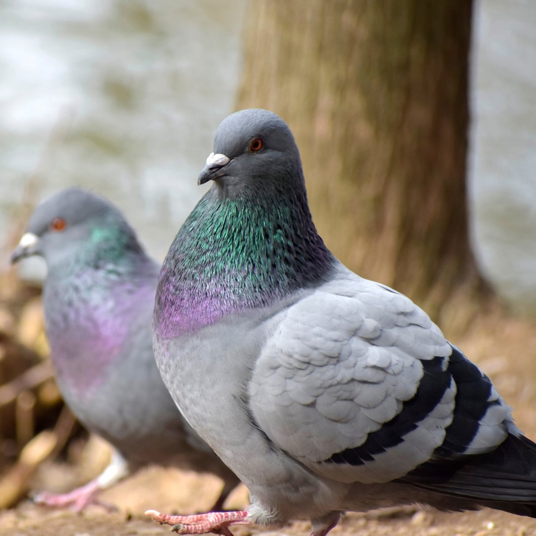 terrishutterbug's tweet image. 7 Ways To Control Pigeon Populations Without Traps or Poisons shabbychicboho.com/7-ways-to-cont…