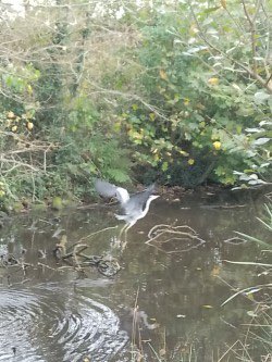 LynnParsonsUK's tweet photo. Melz our friend in the #ScillyIsles Thanks for sharing this beautiful #Herontakesflight #AftertheRain #WindowOnYourWorld with Us @magicfm #MellowMagic🩵🩵🩵🩵🩵🩵🩵🩵 https://t.co/G3cR8Hns7s