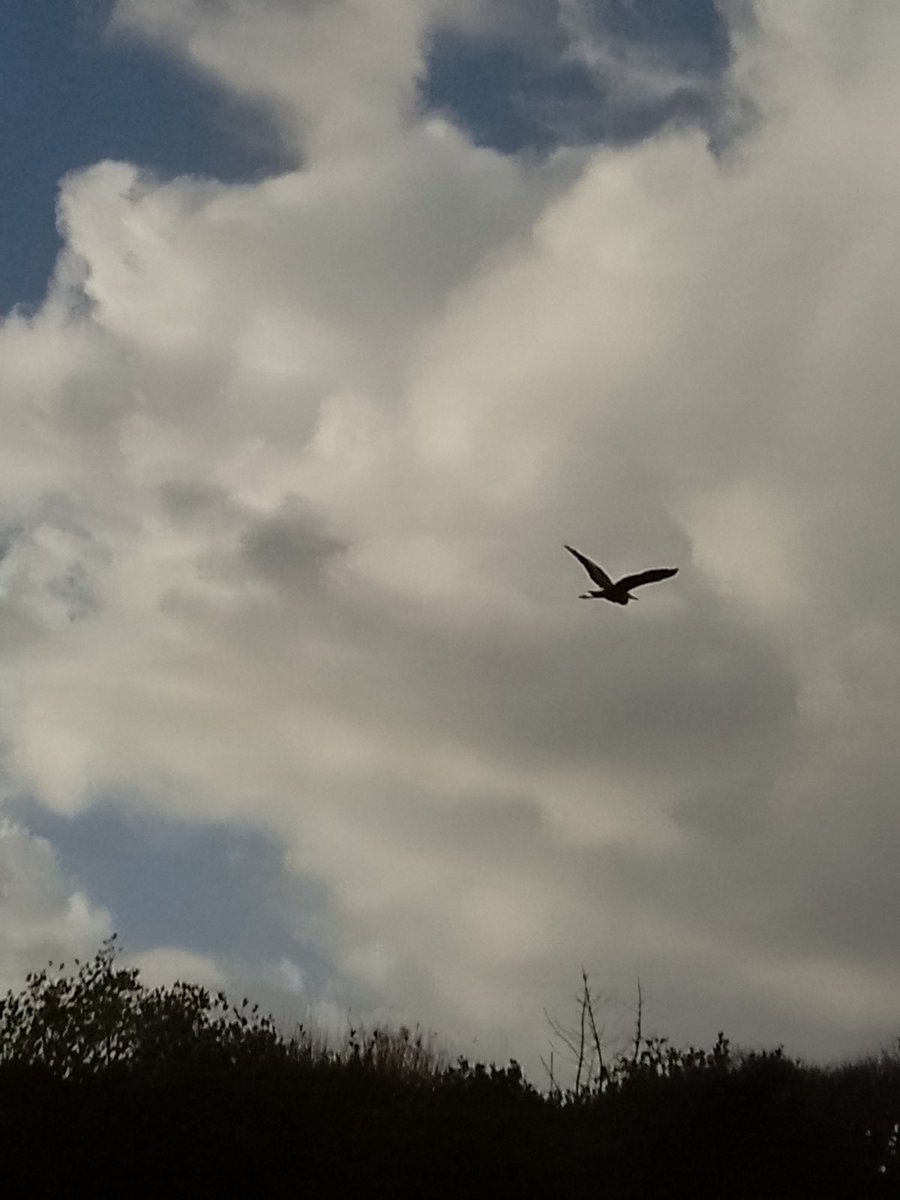 LynnParsonsUK's tweet photo. Melz our friend in the #ScillyIsles Thanks for sharing this beautiful #Herontakesflight #AftertheRain #WindowOnYourWorld with Us @magicfm #MellowMagic🩵🩵🩵🩵🩵🩵🩵🩵 https://t.co/G3cR8Hns7s