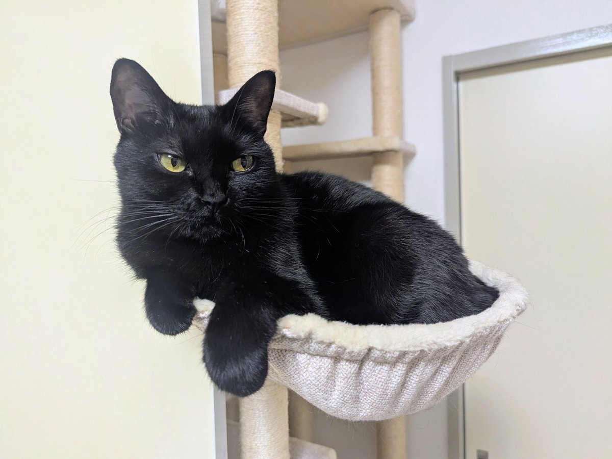 ♡黒猫( ΦωΦ )♡とまとめ ♡黒猫( ΦωΦ )♡とまとめ iOS18 Apple 黒猫の絵文字集 🐾🤍