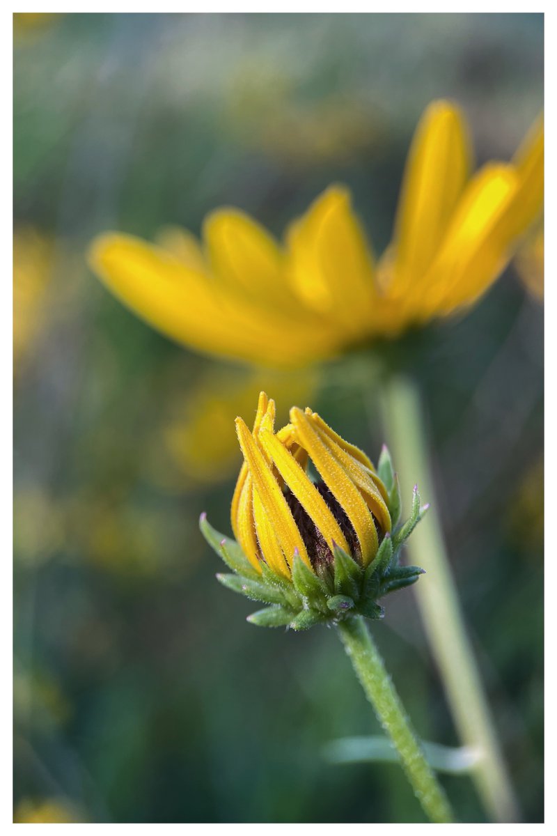 Donald_G_Redman's tweet image. Fill the timeline with Yellow
Post your photos 💛🟡
Waiting to bloom.