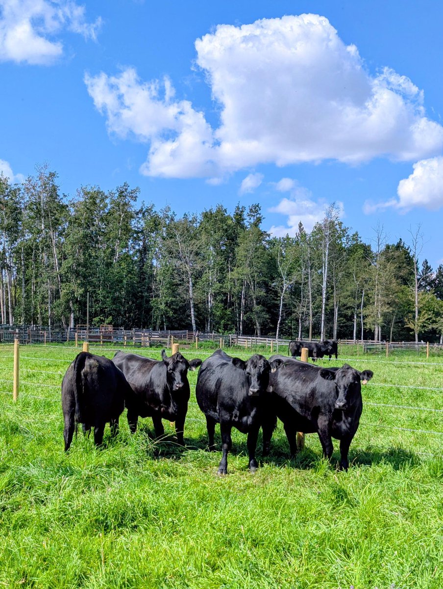 Submitting #cdnangus weaning weights? Include cow weights &amp; body condition score, to be taken w/in 45 days (before or after) calf weaning weight. Cow docility, foot angle &amp; claw set scores can also be taken on cows at this time.