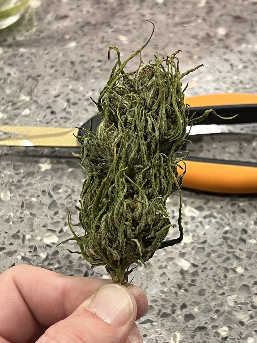 StonerDad 🇨🇦 tweet media