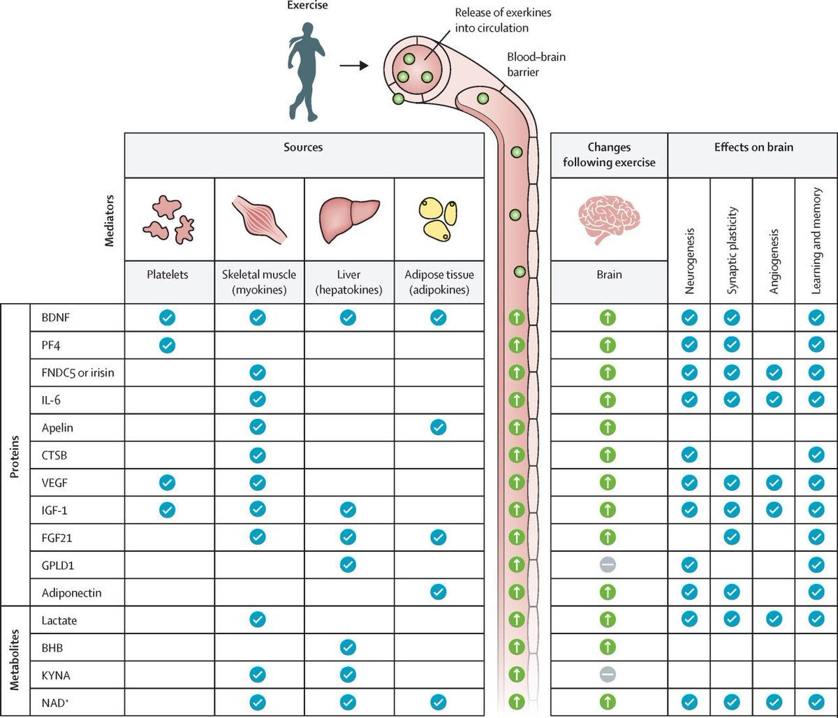 Exercise-induced signaling molecules and their systemic effects on organ function

This figure illustrates how physical activity triggers the release of exerkines - bioactive proteins and metabolites from skeletal muscle, liver, adipose tissue, and platelets that circulate