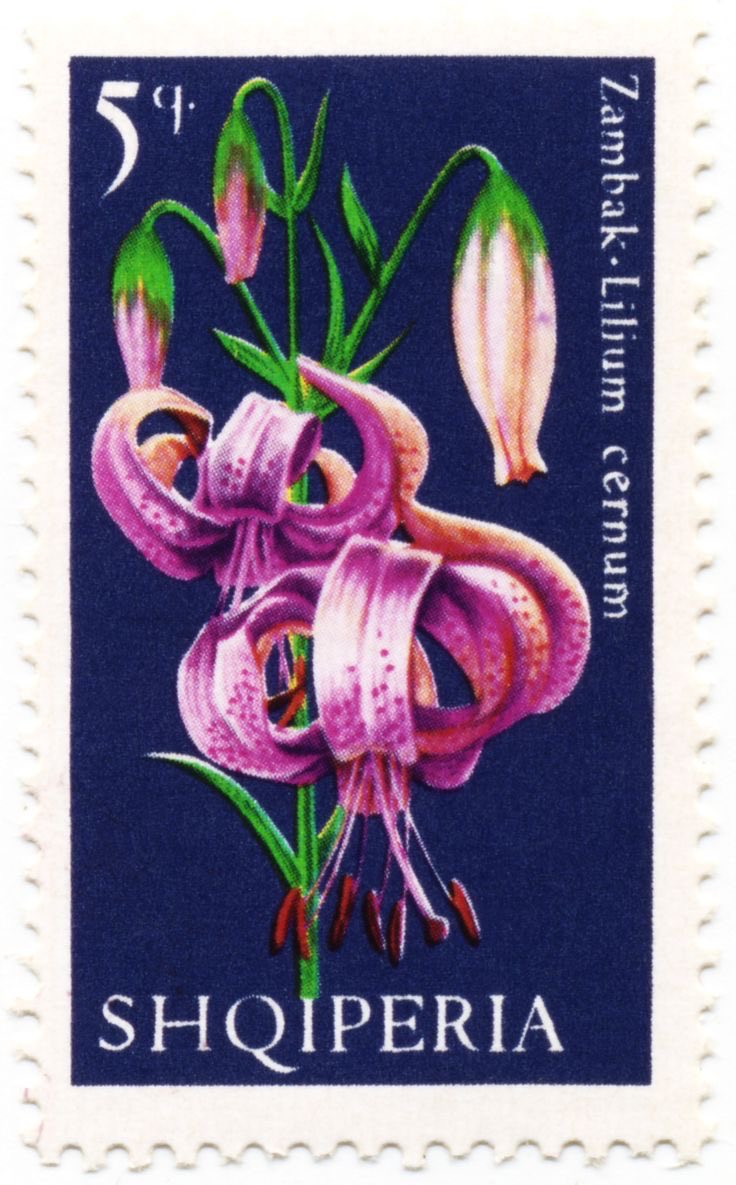 sakura haruno if she was albanian