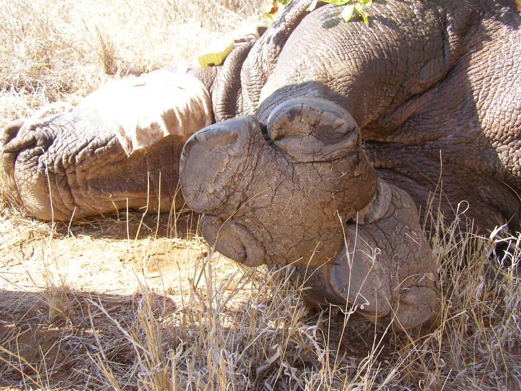 A note for #paleoartists: the new Sereno et al. (2025) Edmontosaurus mummy paper (specifically, the suppl. data) point out that the hooves of the hind feet are like those of tapirs and rhinos: most of the sole of the foot is still fleshy.